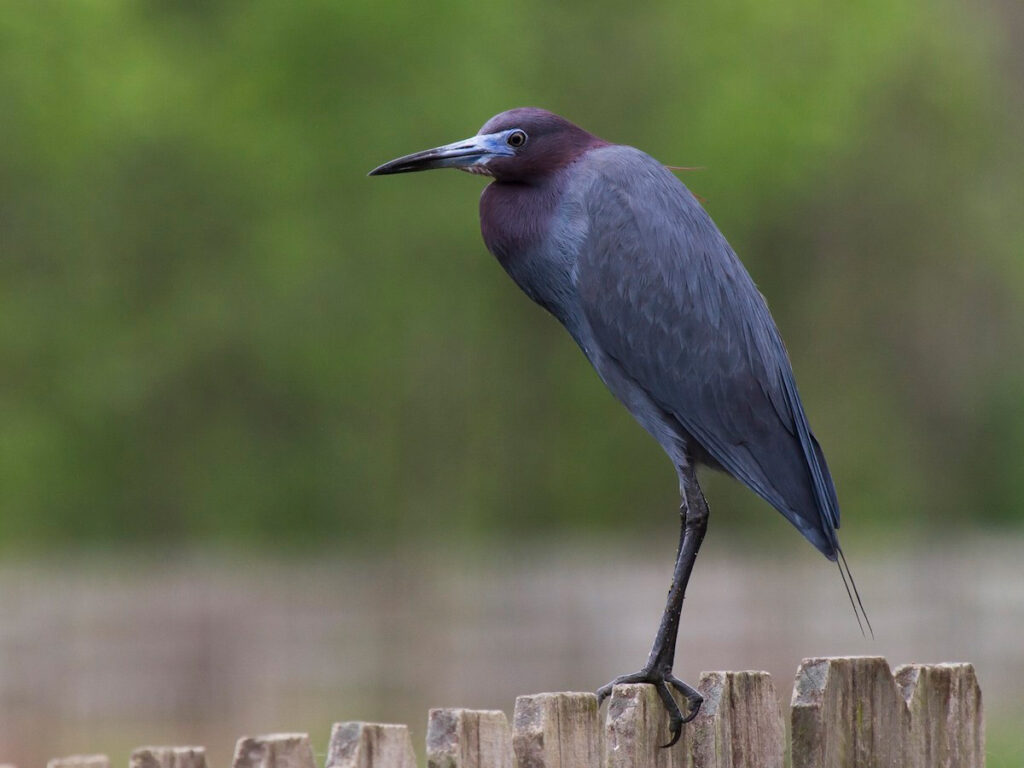 Garza Azul