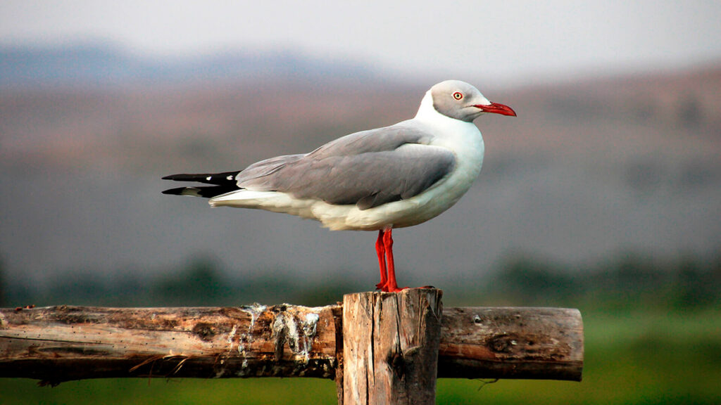 Gaviota de cabeza gris