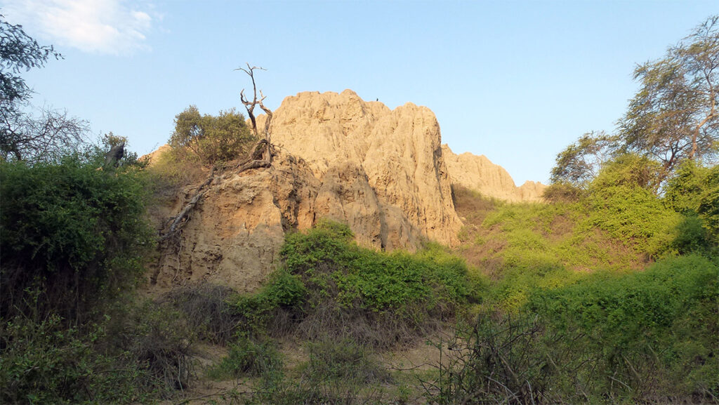 Huaca del Oro en el bosque de Pómac