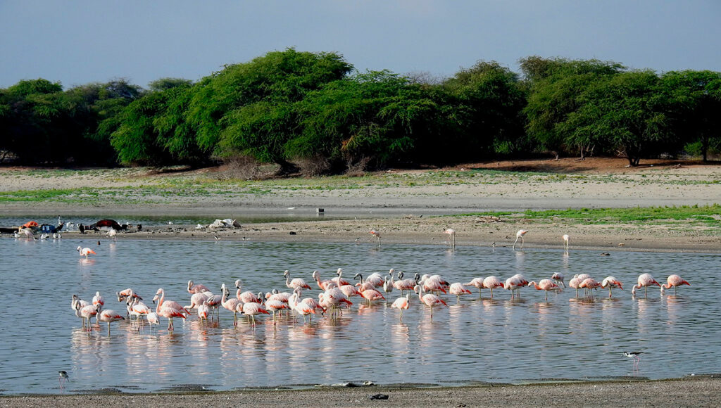 Flamencos en la laguna de Ñapique