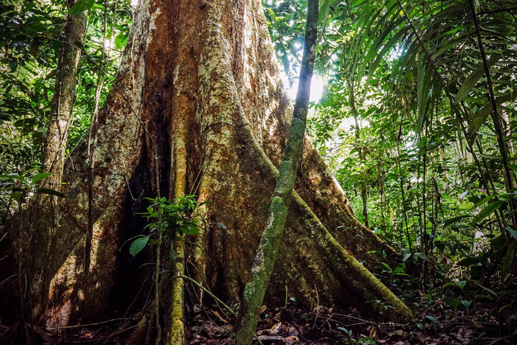 Fotografía árboles de Lupunas en la selva amazónica peruana