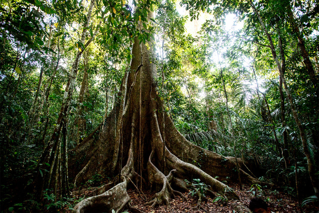 Árbol de lupuna en medio de la selva amazónica