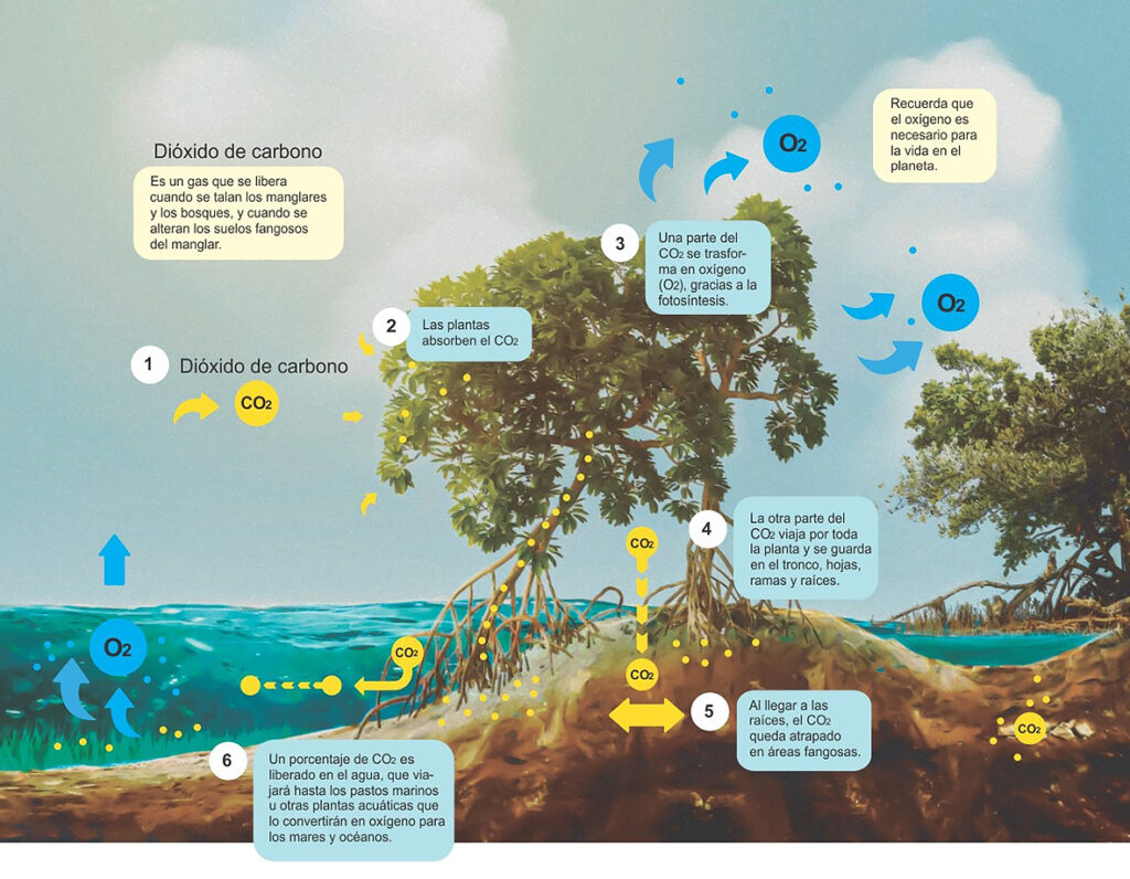 Almacenamiento de co2 llevado a cabo en los bosques de manglares de tumbes