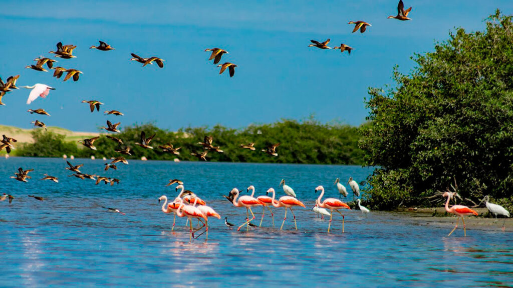 Manglares de San Pedro de Vice