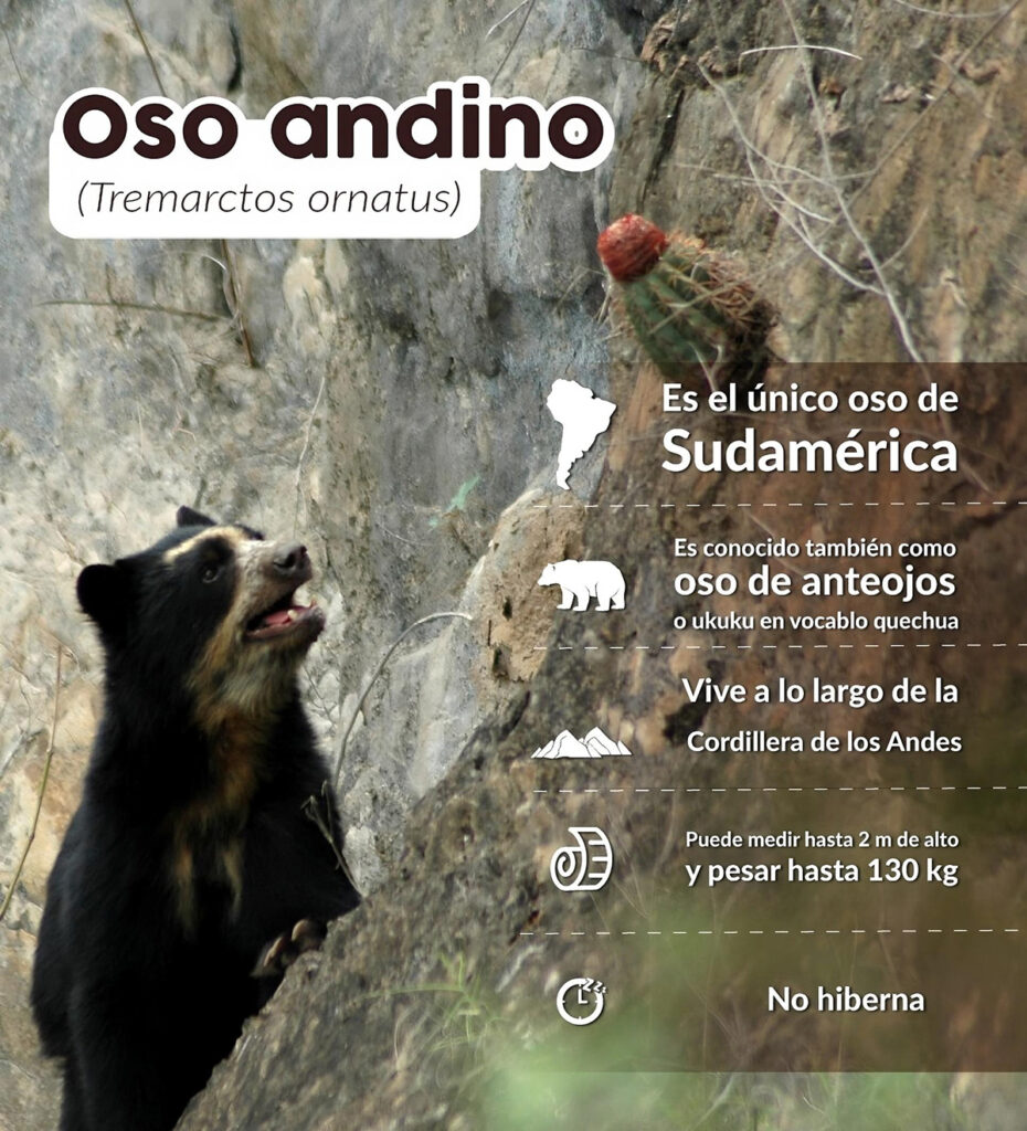 Datos sobre el oso de anteojos