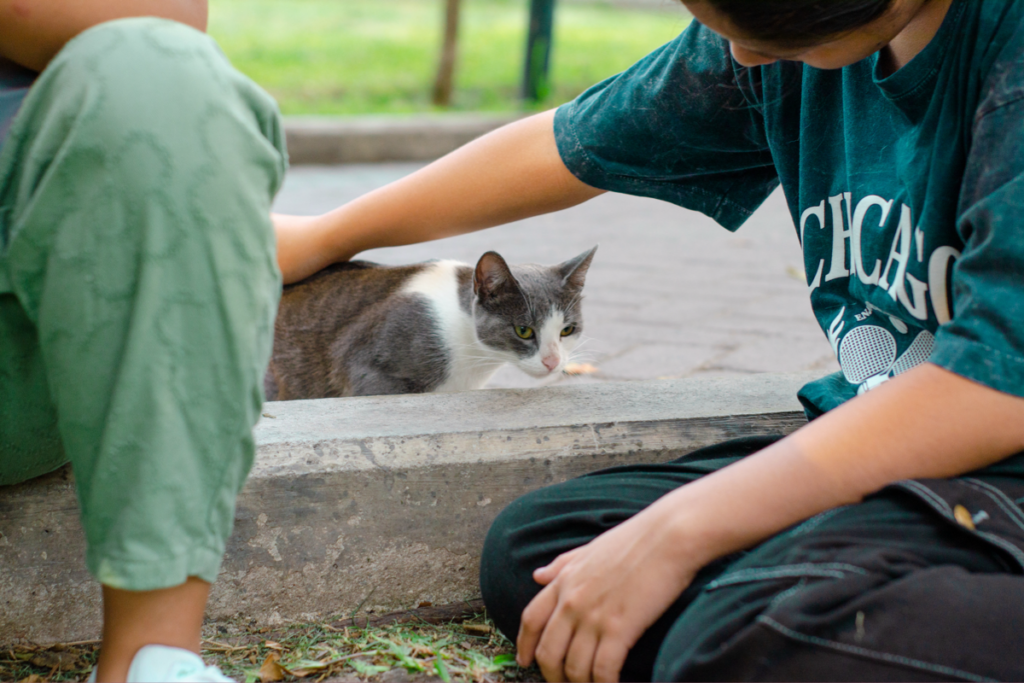 Gatos del parque Kennedy