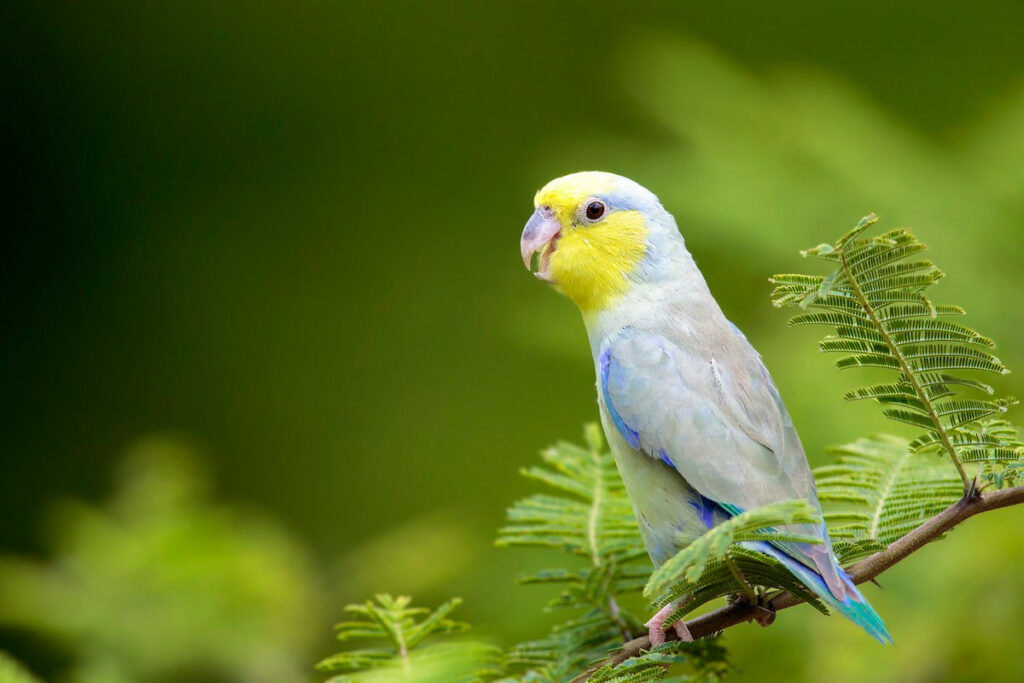 Perico Maraceño en Cerros de Amotape