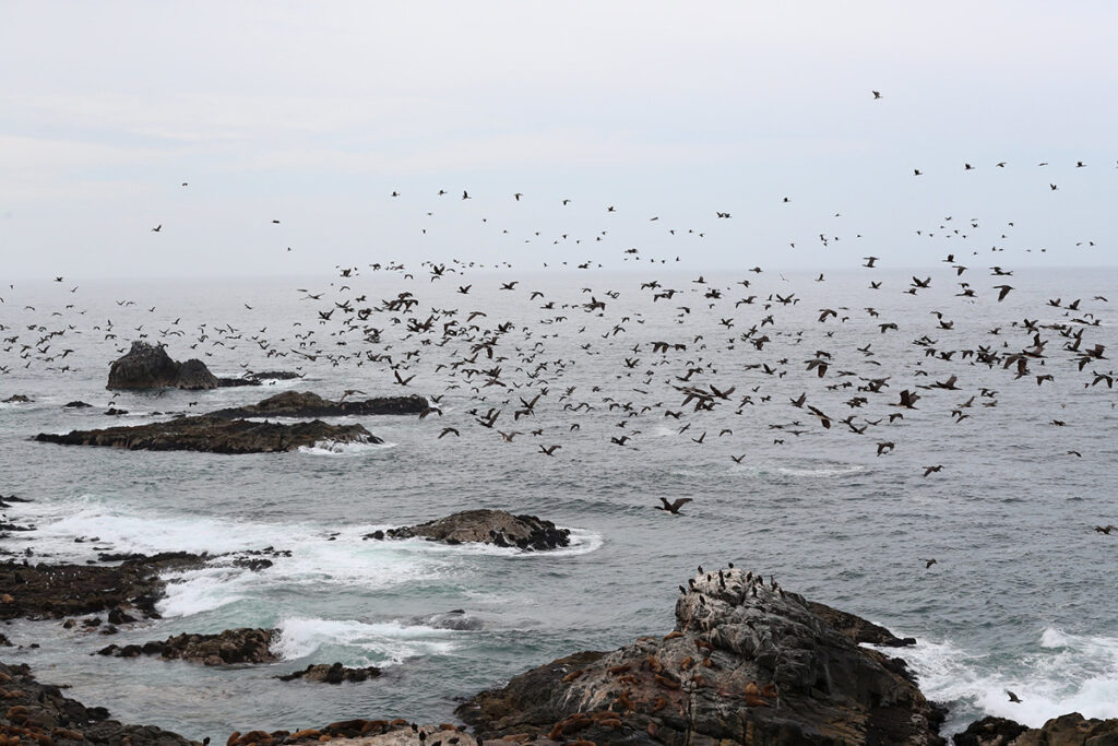 Playa Punta Coles