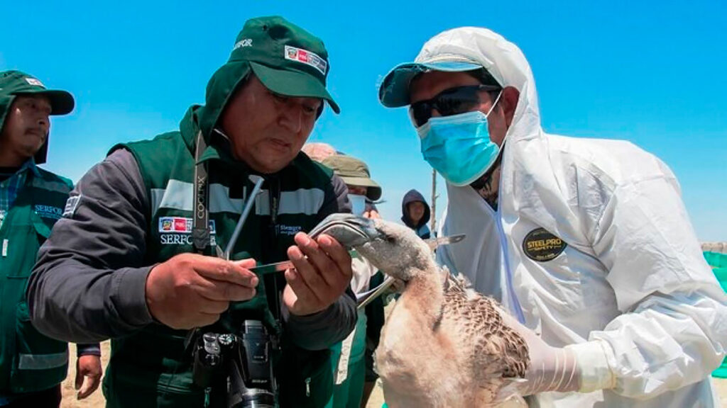 Conservación de especies en el estuario de Virrilá