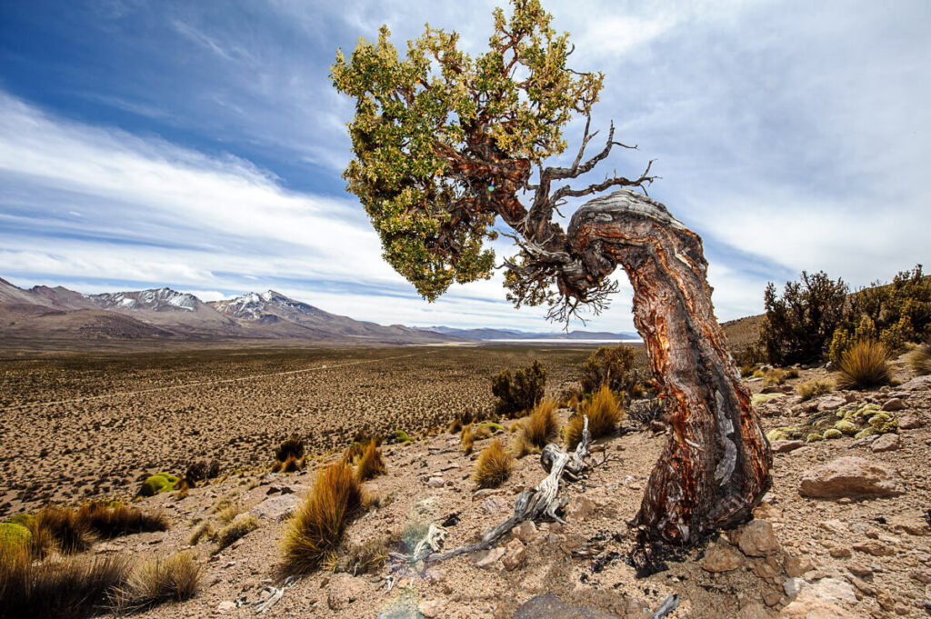 Árbol de Queñua