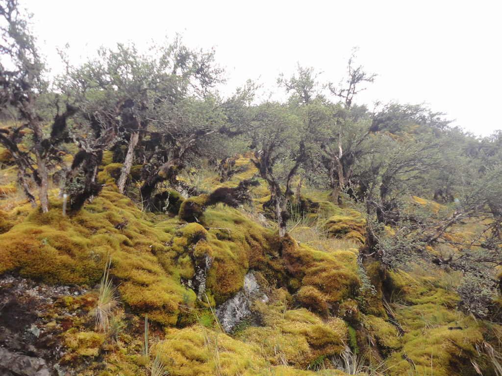 Bosque de queñuas en las alturas de los andes peruanos