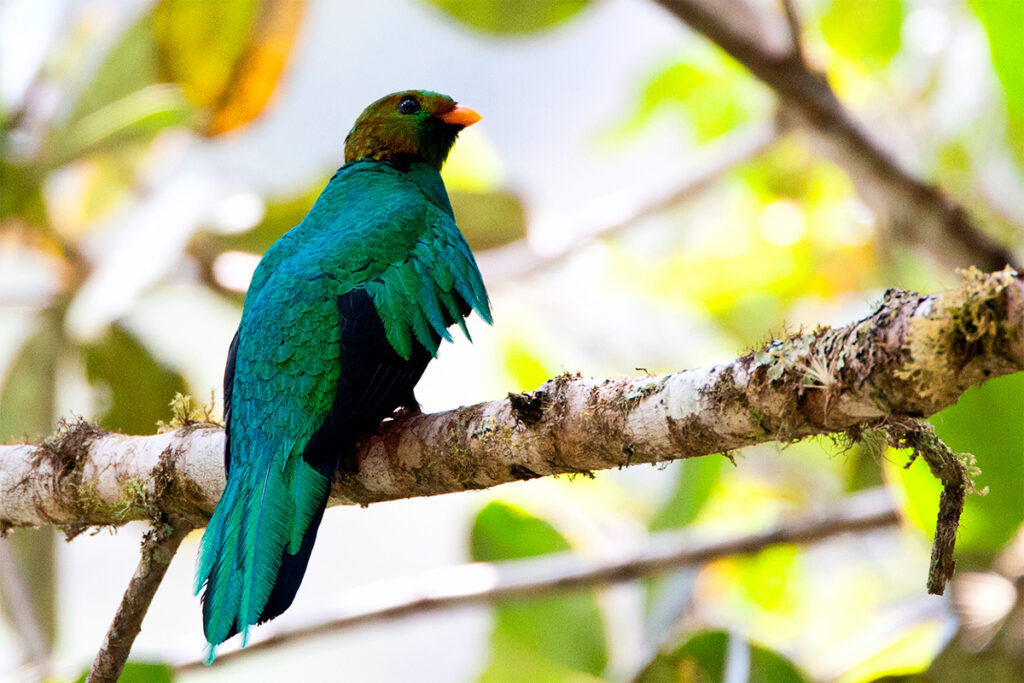 Quetzal de cabeza dorada