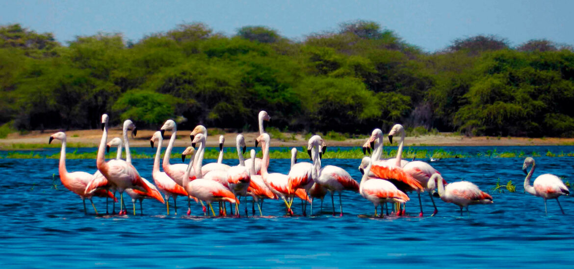 Flamencos en el estuario de Virrilá