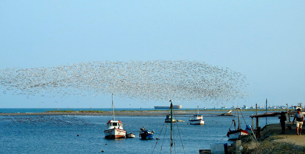 Avistamiento de aves en el estuario de Virrilá