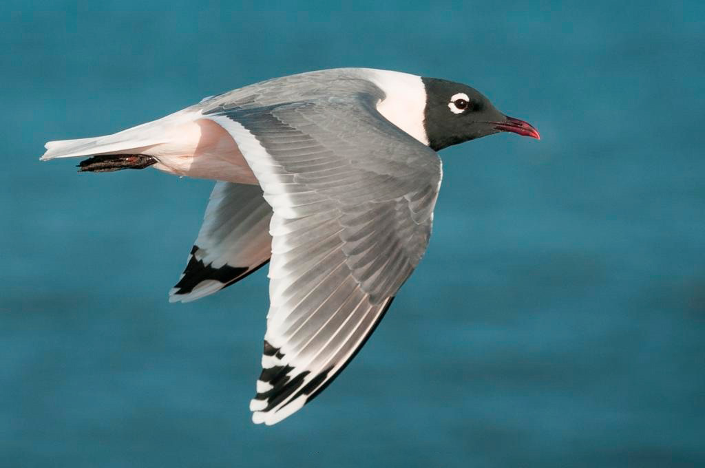 Gaviota de Franklin