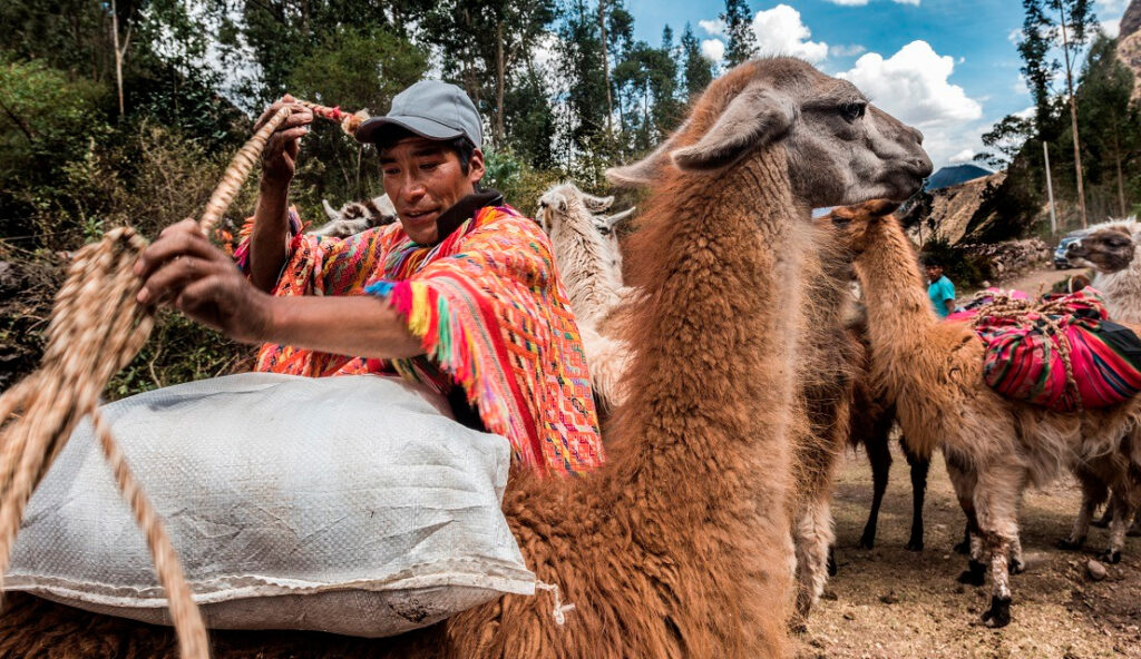 Llamas transportando cargas