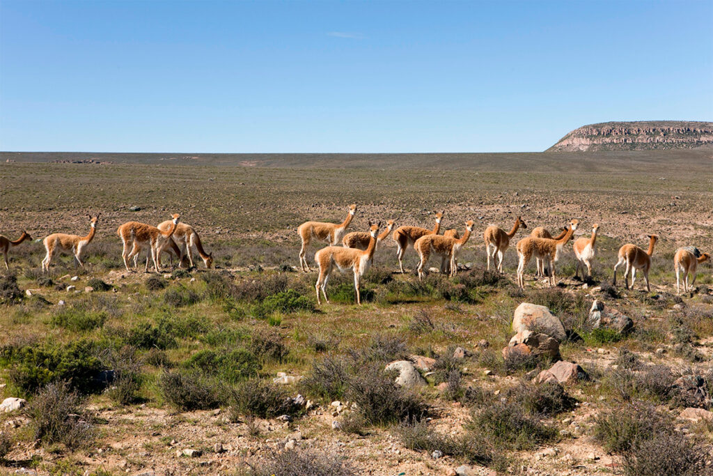 Vicuñas de pampa galeras