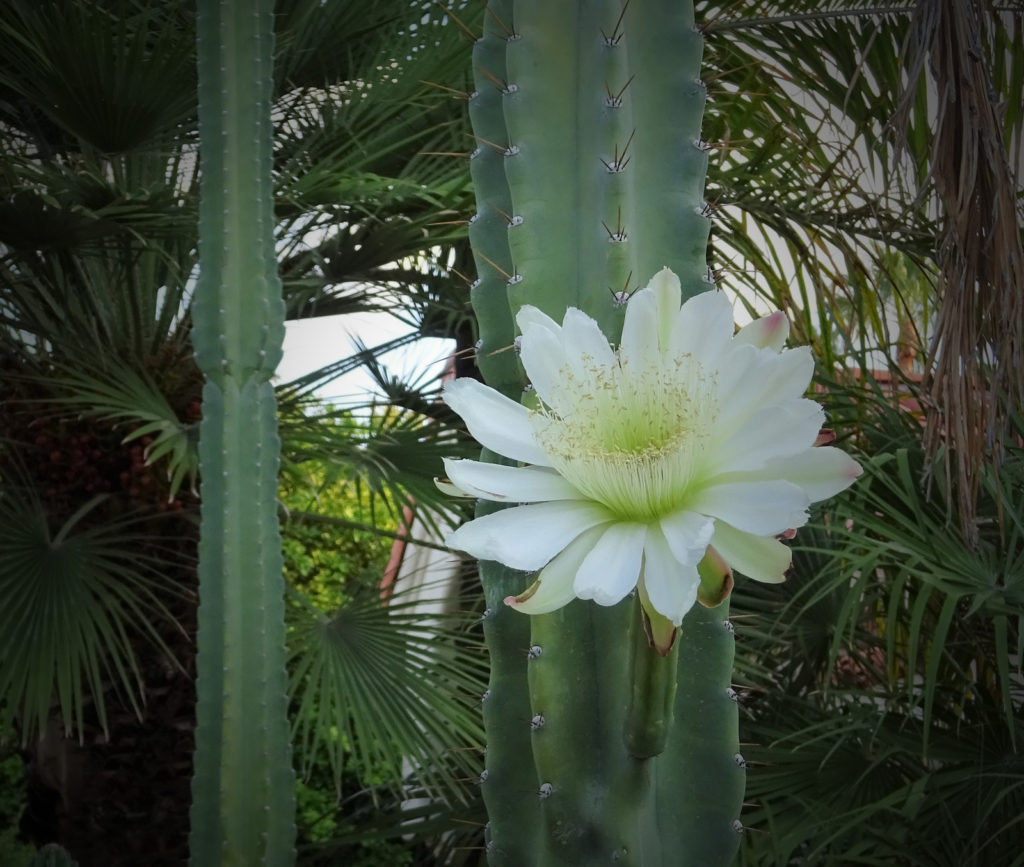 Cactus san pedro