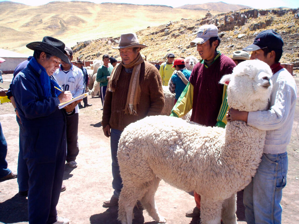 Alpacas de la provincia de Lampa
