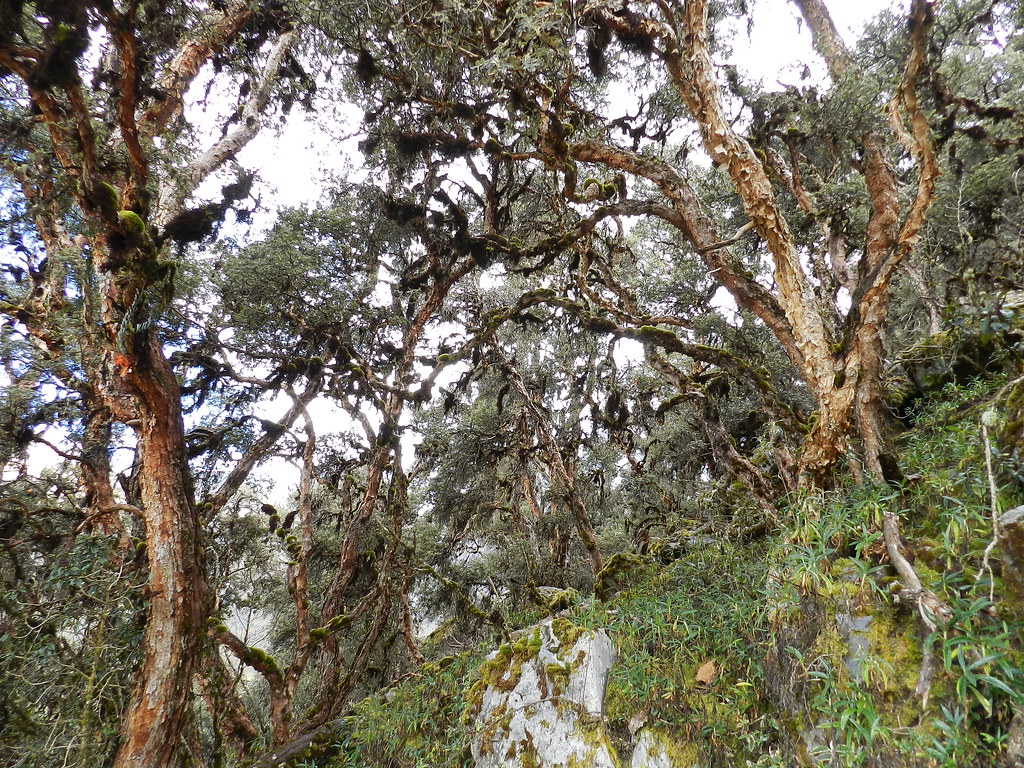 Bosques de queñuales de los tres cañones de Suykutambo