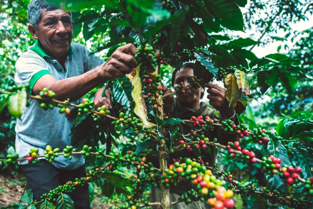 Caficultores cusqueños cosechando cerezas de café en la selva alta del Cusco