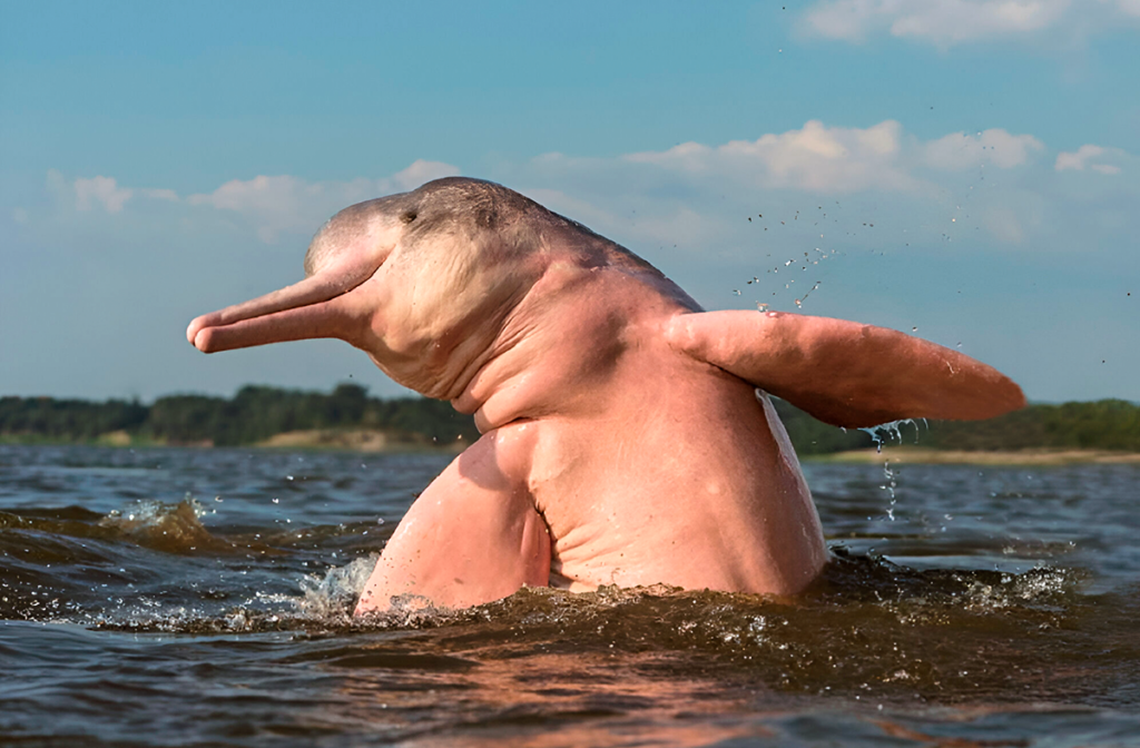 Delfin rosado en la reserva pacaya samiria