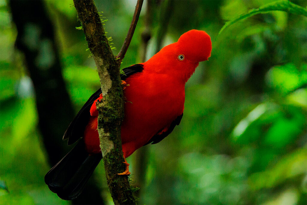 Gallito de las rocas posado en una rama del bosque andino-amazónico cerca de las Cataratas de Gocta, en la región Amazonas