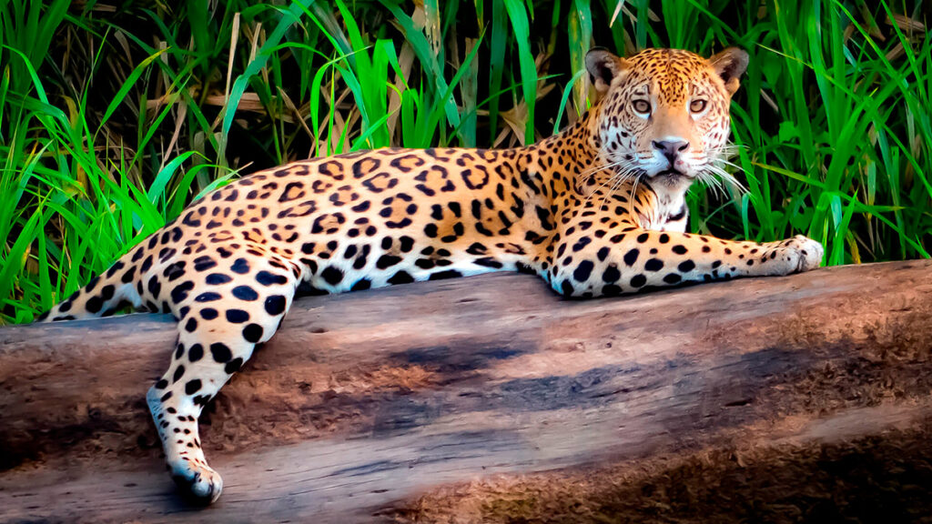 jaguar de la reserva nacional tambopata descansa sobre el tronco de un árbol