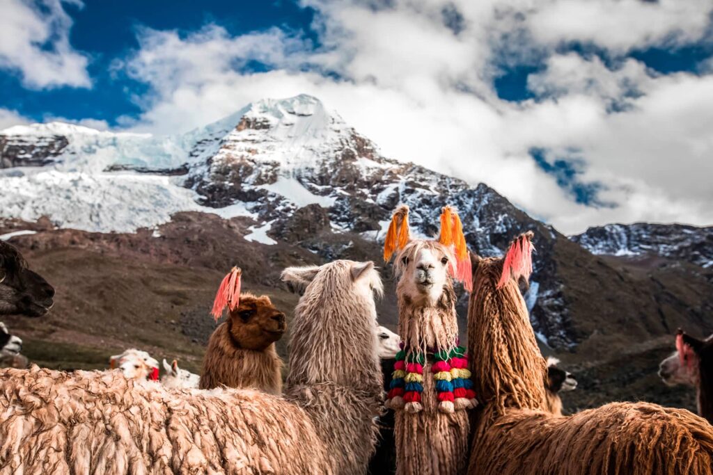 Llamas y alpacas con el nevado Ausangate de fondo
