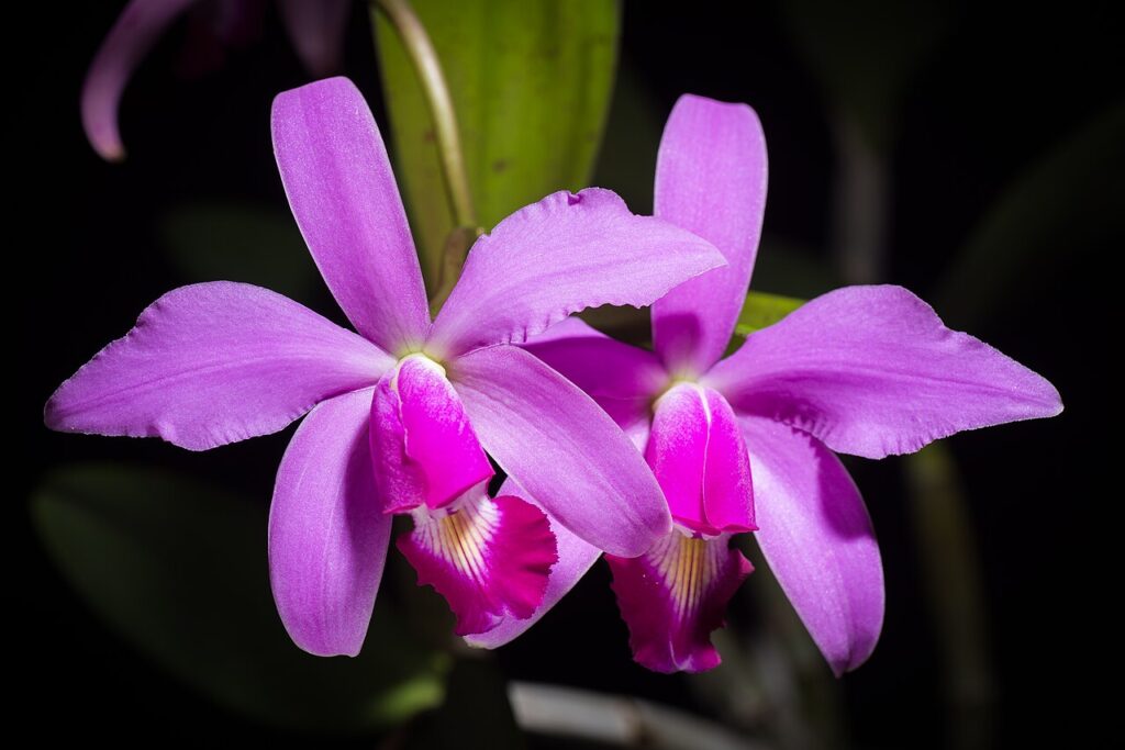 Orquídeas del Perú