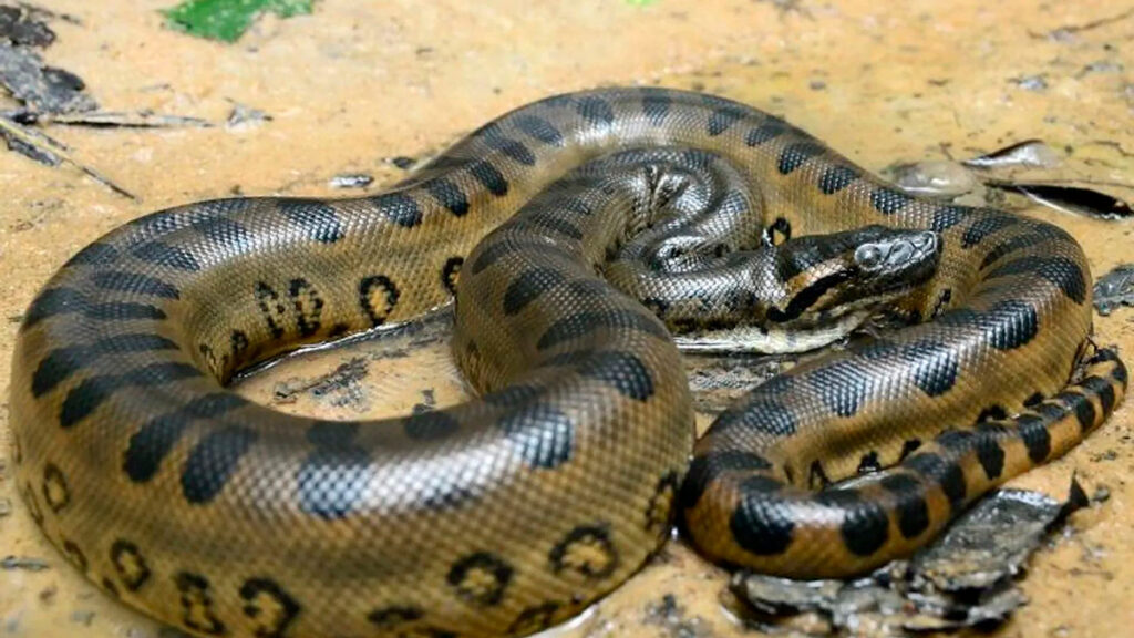 Anaconda verde, la especie de serpiente más pesada del planeta