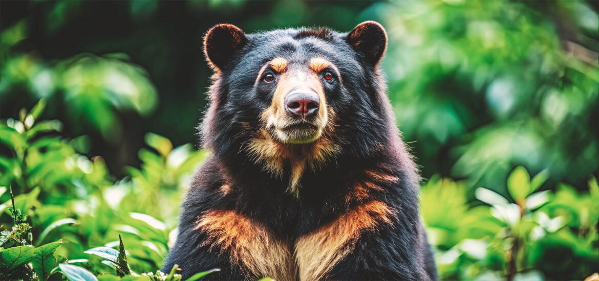 Oso de anteojos, uno de los animales más emblemáticos del Perú