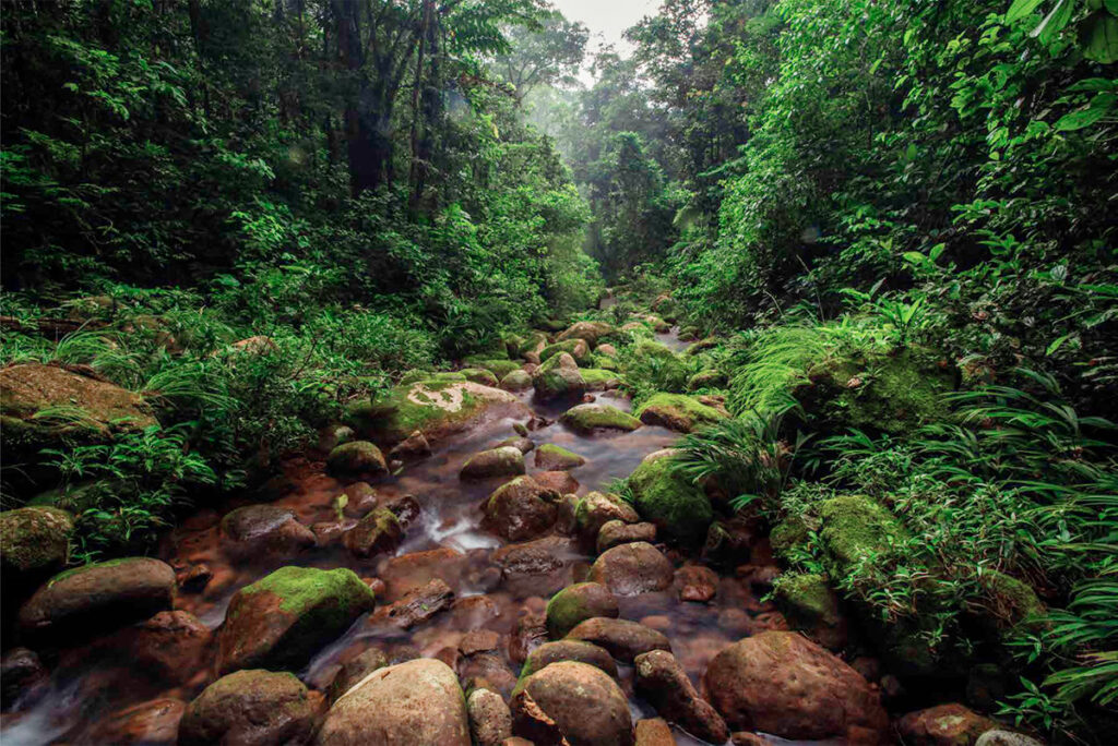 Bosques húmedos de la Reserva Comunal Amarakaeri