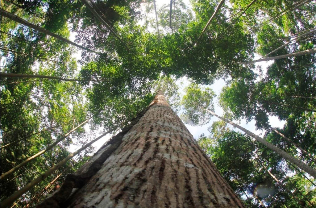 Altas copas de los árboles que componen los bosques tropicales del Perú 