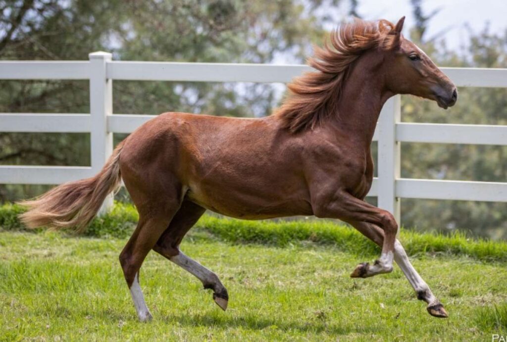 Caballo peruano de paso