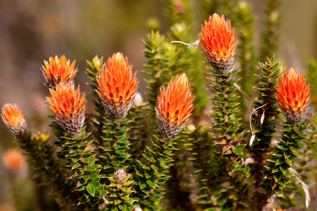 Flores de Chuquiragua floreciendo en los paisajes de los andes