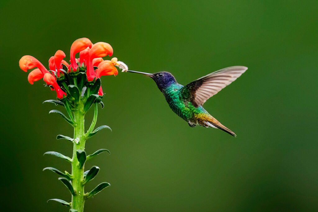 Colibrí alimentándose del néctar de una flor en los andes peruanos