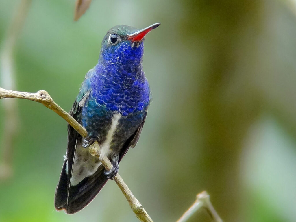 Colibrí de pecho azul posado en una rama delgada, mostrando su garganta azul iridiscante y pico rojo, con un fondo verde difuminado