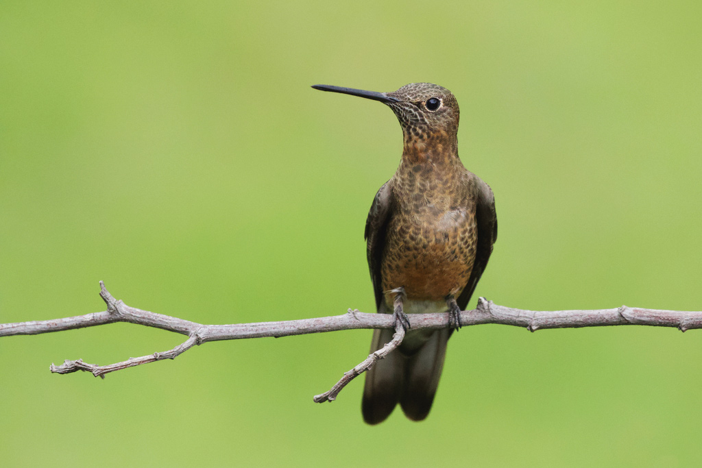 colibrí gigante sobre una rama seca, con plumaje marrón oliváceo y pico largo