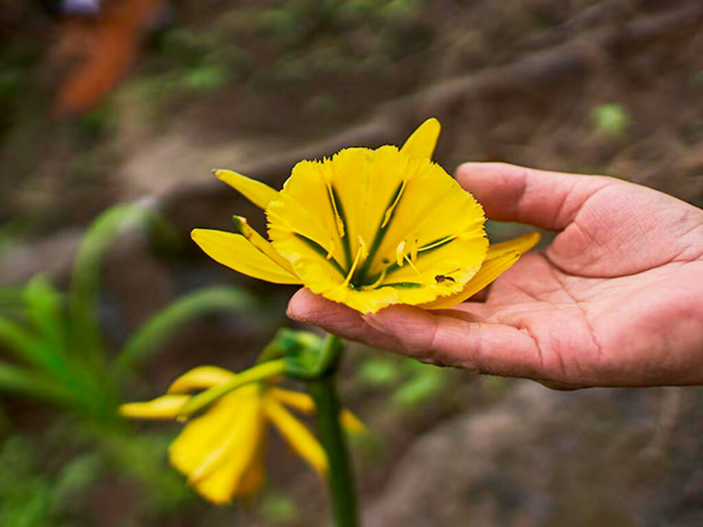 Flor de amancaes, una especie propia de la lomas limeñas