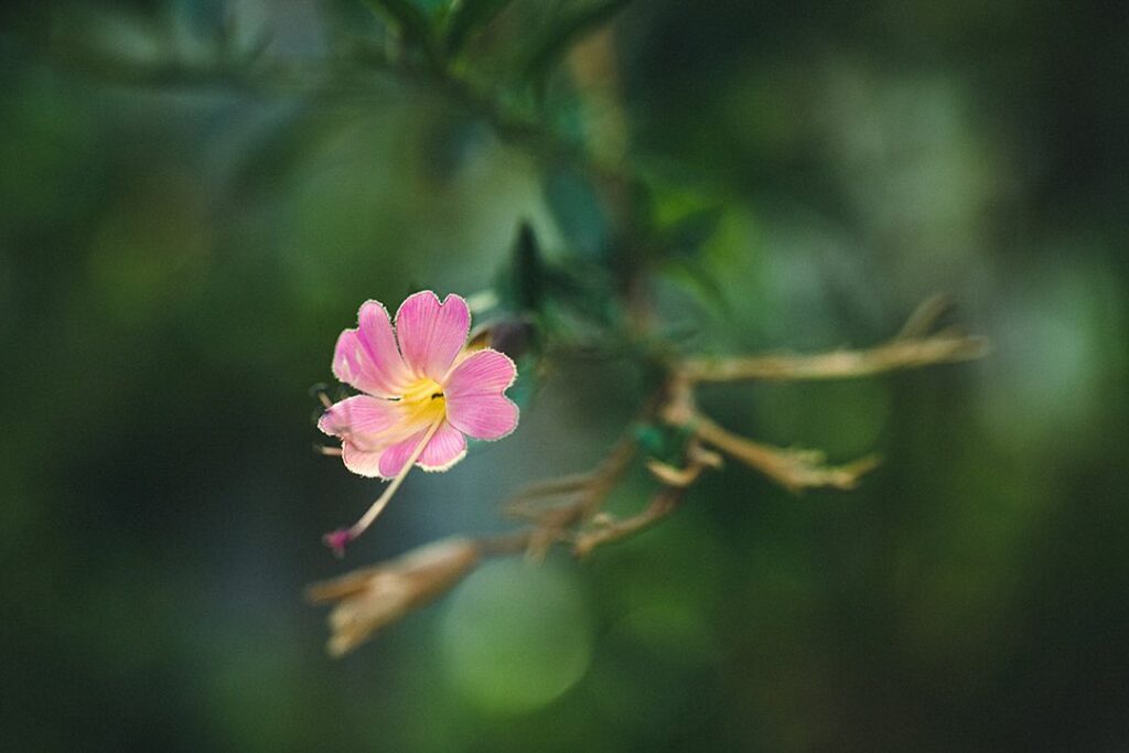 Imagen de la flor de la cantuta, flor emblemática del Perú
