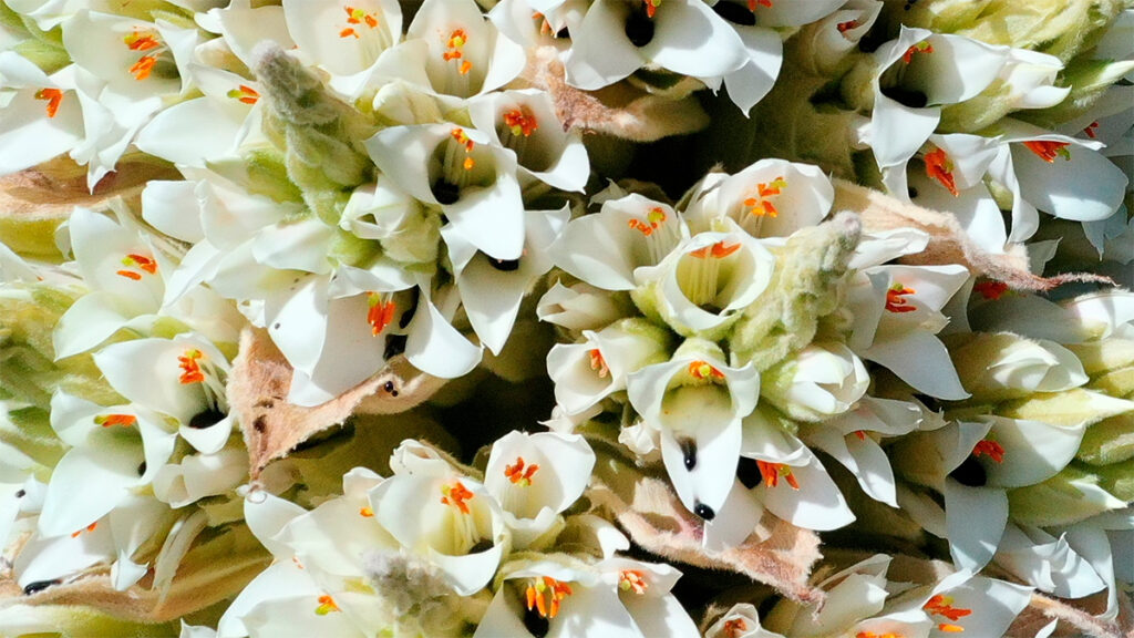 Flor de la puya de raimondi en plena floración en los andes peruanos