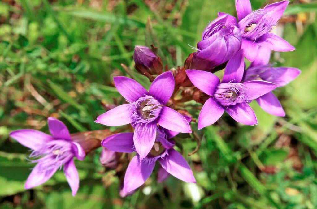 Flores violeta de Hercampuri, una planta utilizada en la medicina tradicional andina en regiones como ayacucho y cusco