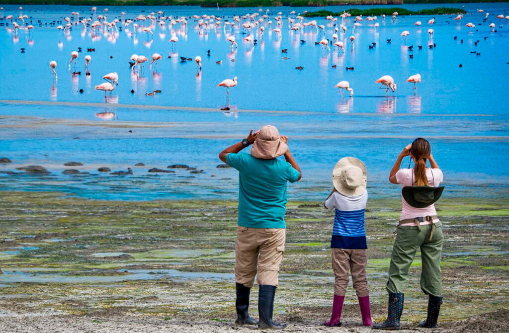 Familia observando en los Humedales de Ite, Tacna, con flamencos rosados en el fondo, rodeados de aguas poco profundas y vegetación acuática