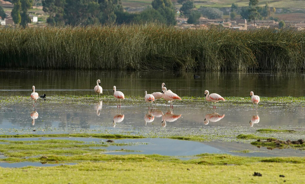 Biodiversidad de los humedales del Perú