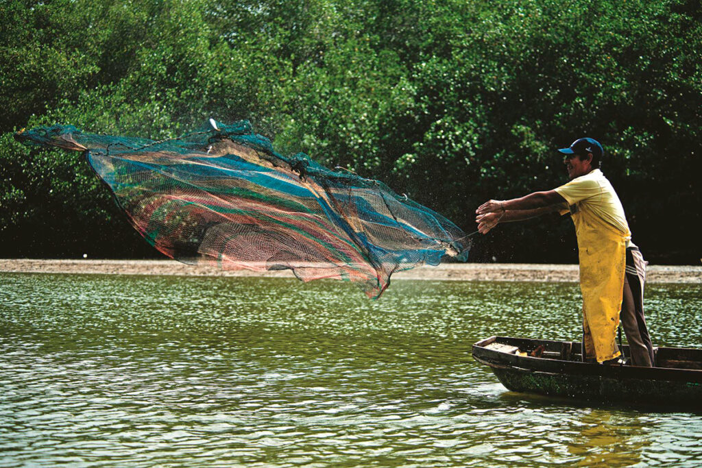 Pescador lanzando su red en los humedales de los manglares de tumbes