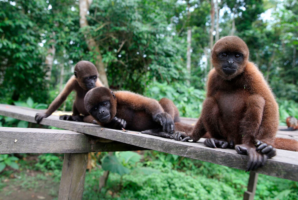 Isla de los monos ubicada en iquitos, perú