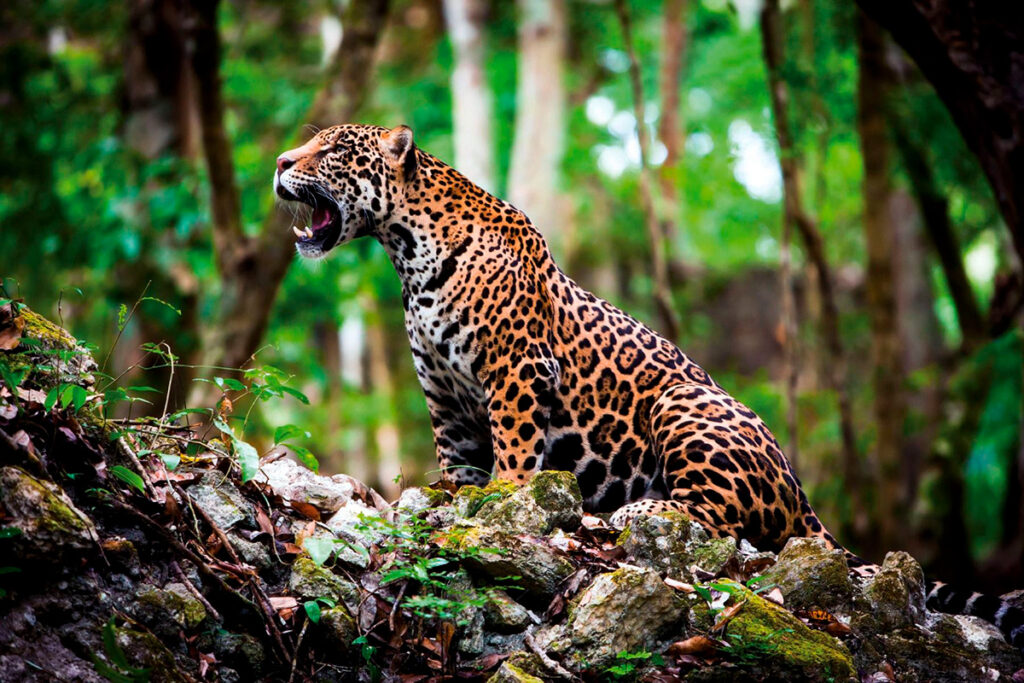 Jaguar peruano, rugiendo en la selva peruana, dentro de la Reserva Comunal Amarakaeri