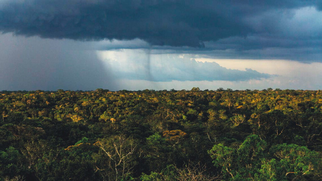 Bosques lluviosos tropicales de la amazonía del perú