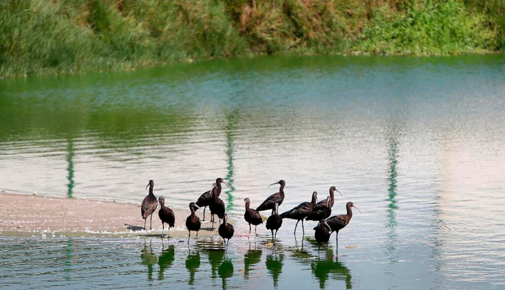 Aves ibis en los pantanos de villa, un humedal costero en Lima, Perú, rodeadas de totorales y aguas poco profundas